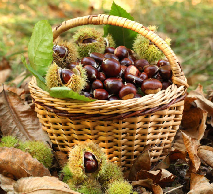 Le castagne ti fanno bella