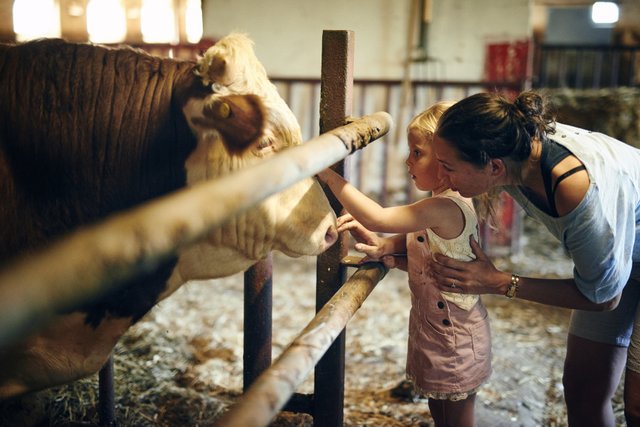 bambina con madre che accarezza un bovino nel North Jutland