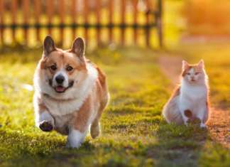 cani e gatti sterilizzati