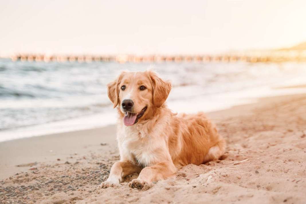 cane in spiaggia